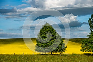 Farm field of Canola with a nice sky above