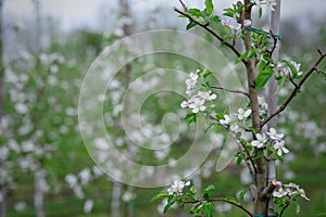 Farm field with fruit trees. Tree tied to struts on blurred background