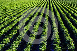Farm Field of Green Lush Crops Growing in Rows or lines