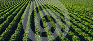 Farm Field of Green Lush Crops Growing in Rows or lines