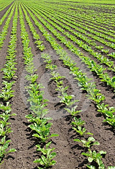 On the farm field grow sugar beets