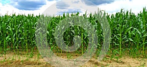 Farm field with growing corn under blue sky with dark clouds. Banner