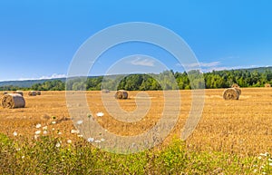 Farm field with hay bales