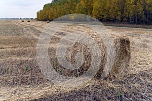 farm field with hay bales. Autumn harvest. Beveled straw on the background of the forest with colorful trees. Beautiful autumn