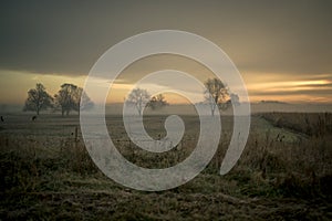 A farm field with horses at sunrise