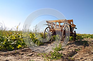 Farm field landscape, with old horse-drawn cart vehicle.