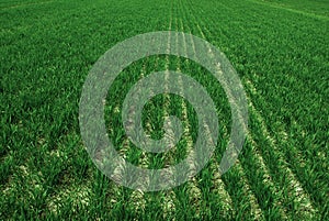 Farm Field with Lush Green Crops Growing