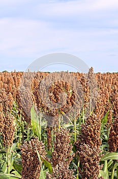 Farm field of milo-sorghum,fall harvest photo