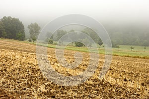 Farm Field in Mist