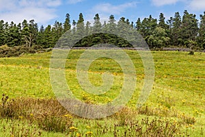 Farm field and pine forest