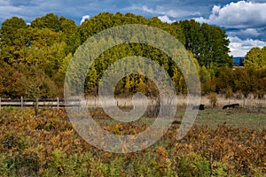 Farm field with resting cows surrounded by multicolored fall leaves below a cloudy blue sky