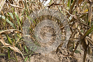 In Between Farm Field Rows of Corn