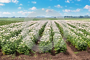 A farm field with rows of potatoes in bloom. Flowering potatoes. Growing potatoes