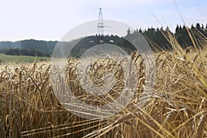 Farm field with rye crops growing.