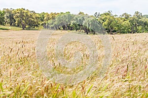 Farm field in Santiago do Cacem