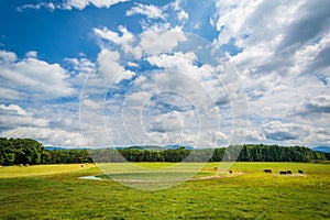 Farm field and small pond in the rural Shenandoah Valley of Virginia.