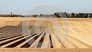 Farm field  with soil prepared with rows in line for planting potatoes