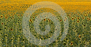 Farm field with sunflowers bloom