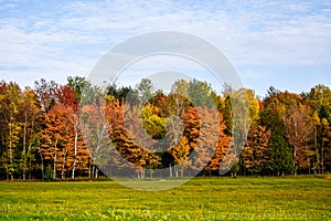 Farm Field with sunning fall color trees