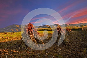 Farm field sunset