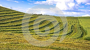 Farm field with swathed hay