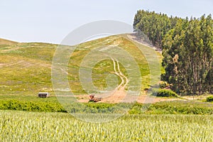 Farm field in Vale Seco, Santiago do Cacem