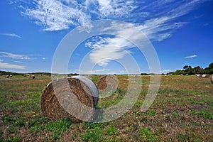 Farm Field In West Australia