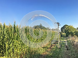 Farm field wheat growing field sprinkler