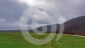 Farm field with young green shoots in winter