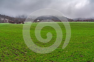 Farm field with young green shoots in winter