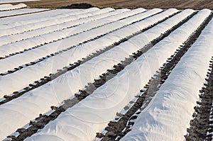 Farm fields covered in rows of membrane-covered spunbond with potatoes planted in early spring. Increased plant survival crop