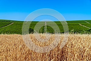 Farm fields with golden wheat ears