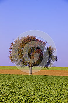 Farm fields with lone tree