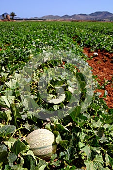 Farm fields, melons plantation