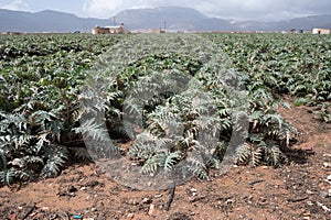 Farm fields with rows of green artichokes plants. Panoramic view on agricultural valley Zafarraya with fertile soils for growing