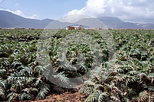 Farm fields with rows of green artichokes plants. Panoramic view on agricultural valley Zafarraya with fertile soils for growing