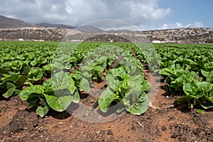 Farm fields with rows of green lettuce salad. Panoramic view on agricultural valley Zafarraya with fertile soils for growing of