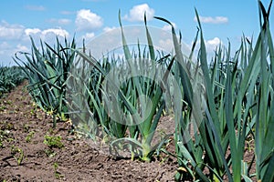 Farm fields with rows of growing green leek onion