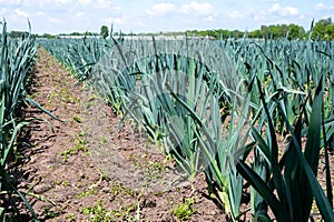 Farm fields with rows of growing green leek onion