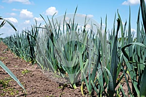 Farm fields with rows of growing green leek onion