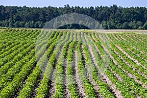 Farm fields on the slopes of the hills are planted with potatoes. The crop grows well after sowing, has healthy leaves, strong