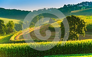 Farm fields and tree on a hillside in rural York County, Pennsylvania.