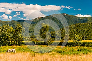 Farm fields and view of the Appalachians in the Shenandoah Valley, Virginia. photo