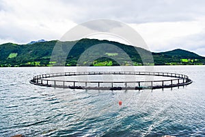 Farm fish cage for salmon growing in natural sea environment of fjord. Alesund, Nirway