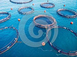 Farm fish Salmon aquaculture blue water floating cages. Aerial top view