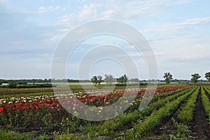 Farm flower plantation growing flowering rose bushes