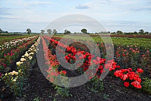 Farm flower plantation growing flowering rose bushes