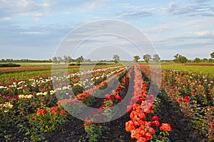 Farm flower plantation growing flowering rose bushes