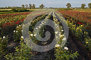 Farm flower plantation growing flowering rose bushes