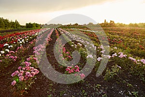 Farm flower plantation growing flowering rose bushes